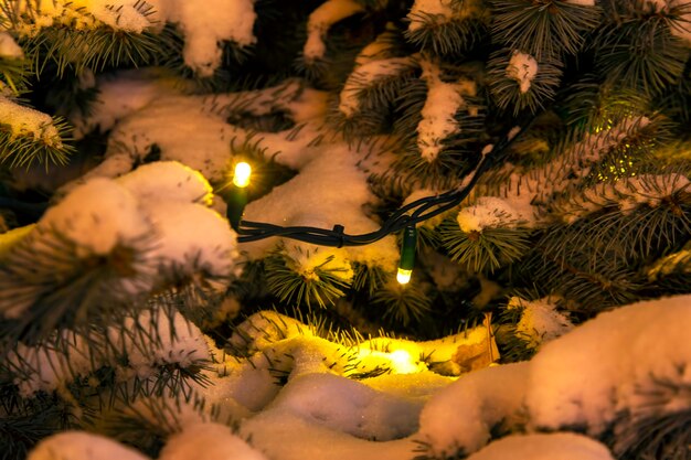 Snow covered fir branches with decorative included christmas garlands at night