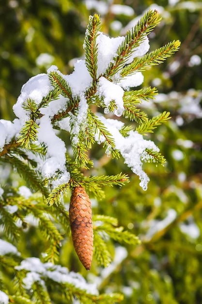 Snow covered fir tree branches with cones. Winter nature details.