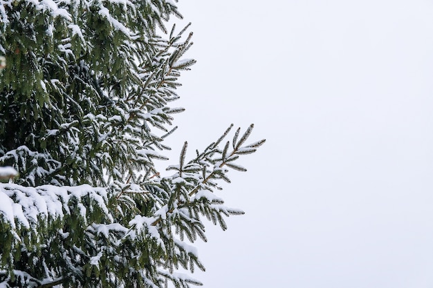 Snow covered fir trees in cold winter day. Seasonal nature in East Europe.