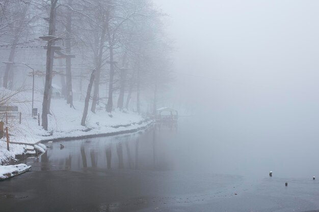 Snow covered forest and lake