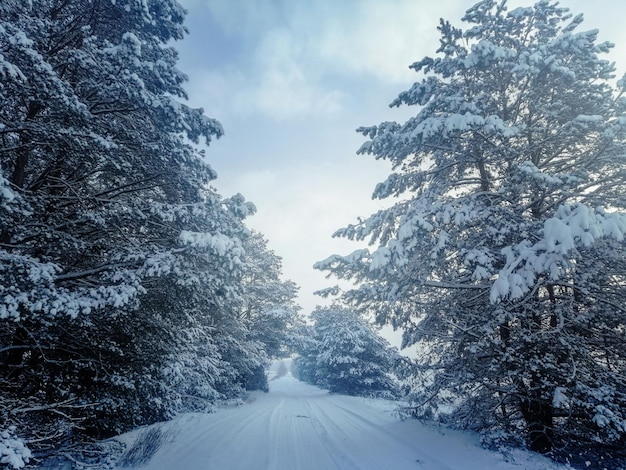 Snow-covered forest road in a spruce forest on a cold winter day