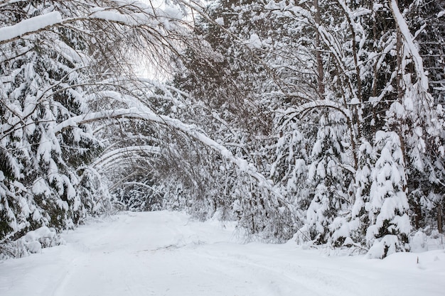 Snow-covered forest road with trees sagging under the weight of snow creating natural arches above the road