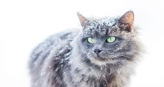 Snow-covered gray furry cat on a white background_