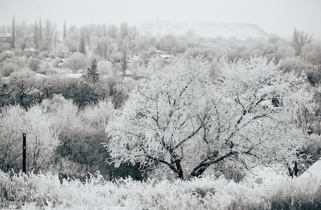 Snow-covered landscape, a village in the valley and a tree in the foreground. Black and white photography.