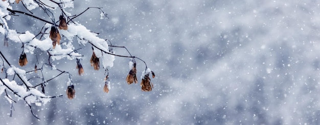 Snow covered maple branch with seeds on blurred background during snowfall copy space