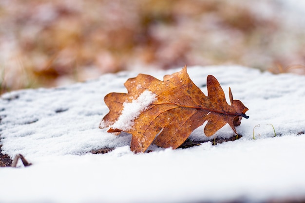 Snow-covered oak leaf on a snow-covered stump, winter view