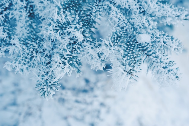 Snow-covered pine branches