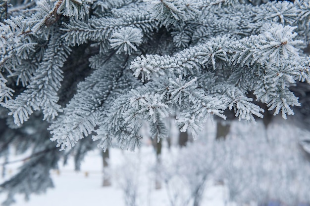 Snow Covered Pine Tree Branches Close Up