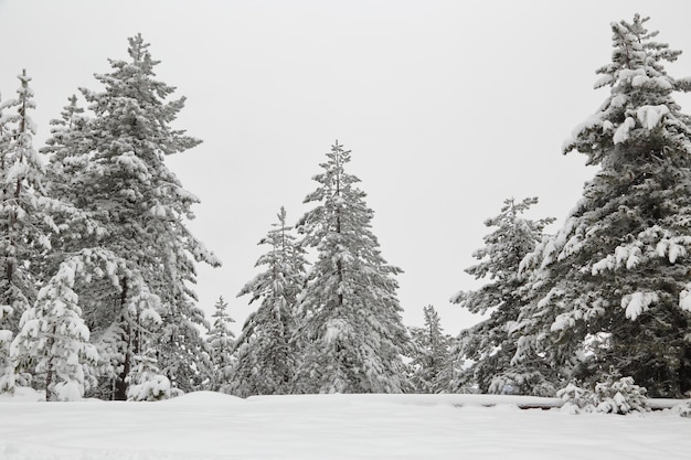 Snow covered pine tree forest