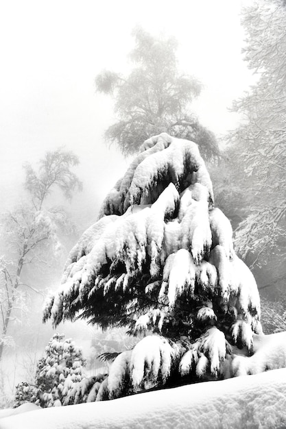 A snow covered pine tree is covered in snow.