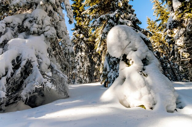 Snow covered pine trees in Carpathian mountains in winter sunny day.