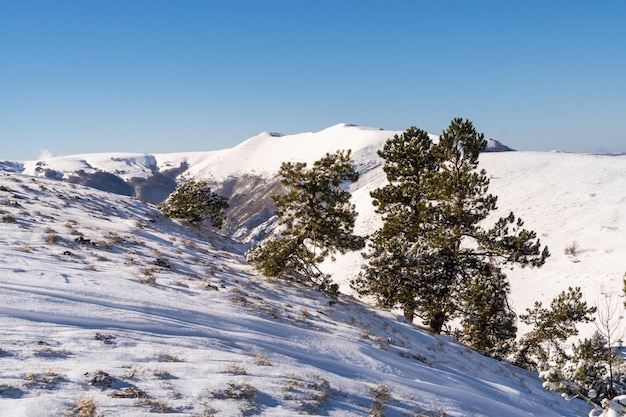 Snow covered pine trees in Sibillini mountains Italy