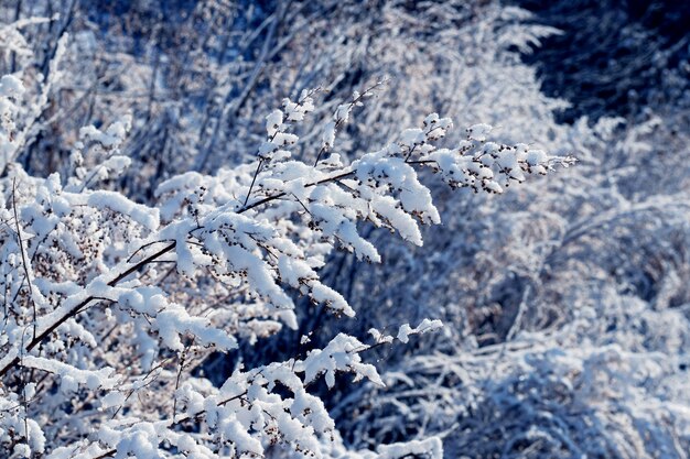 Snow-covered plants in the forest in sunny weather