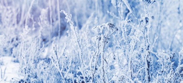 Snow-covered plants in the forest on a winter sunny day, winter background