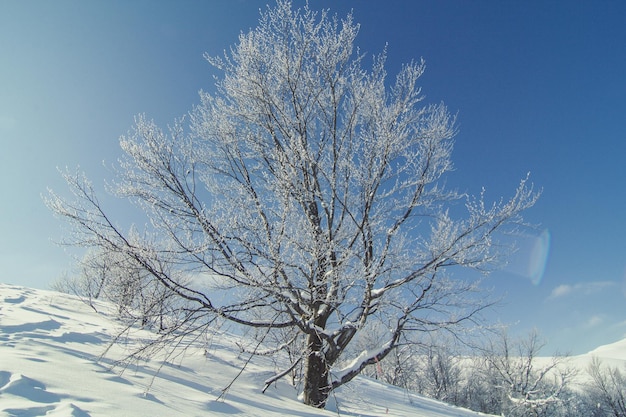 Snow covered spreading tree landscape photo