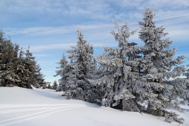 Snow covered spruce against the blue sky