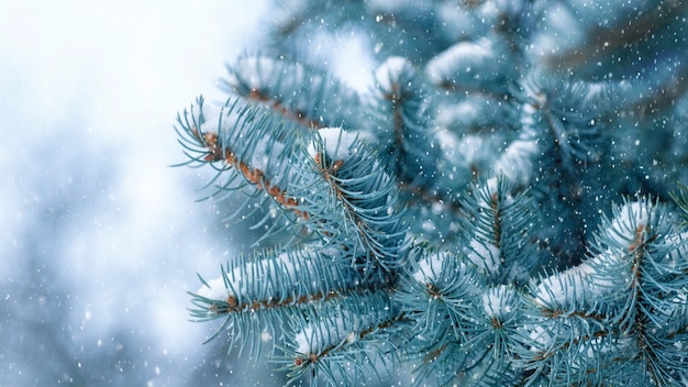 Snow-covered spruce branch during snowfall, winter background