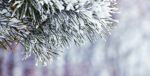 Snow covered spruce branch on winter forest background_