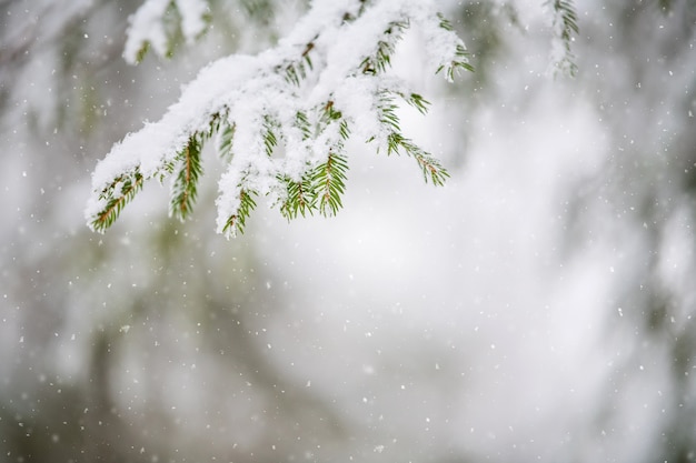 Snow-covered spruce branch in the winter in the forest.