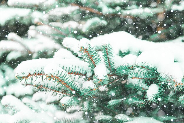 Snow-covered spruce branches close up. Natural winter background.