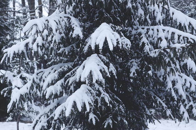 Snow covered spruce tree branches outdoors. Winter nature details.