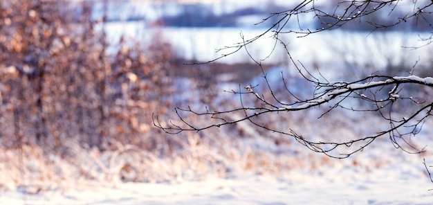 Snow-covered tree branch in the forest near the river on a blurred background