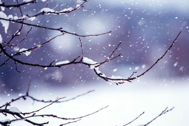 Snow-covered tree branch in the winter forest