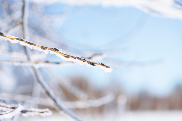 Snow-covered tree branch with buds on a blue sky background.