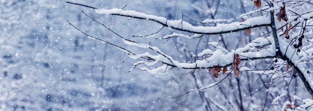 Snow covered tree branch with dry leaves in the forest during snowfall