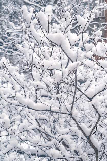 Snow covered tree branches in winter City courtyard is densely covered with snow