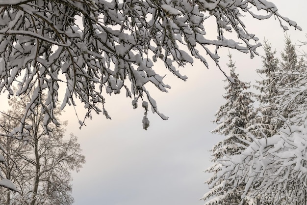 Snow covered tree branches on winter day with sky background