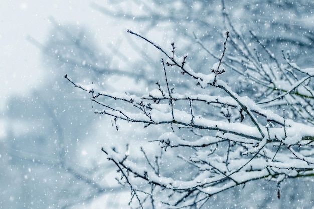 Snow covered tree branches in winter park or forest during snowfall