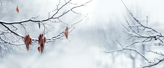 Snow covered tree branches with dry leaves in winter forest on light background