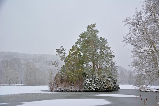 snow covered tree