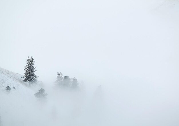 Photo snow covered trees against sky