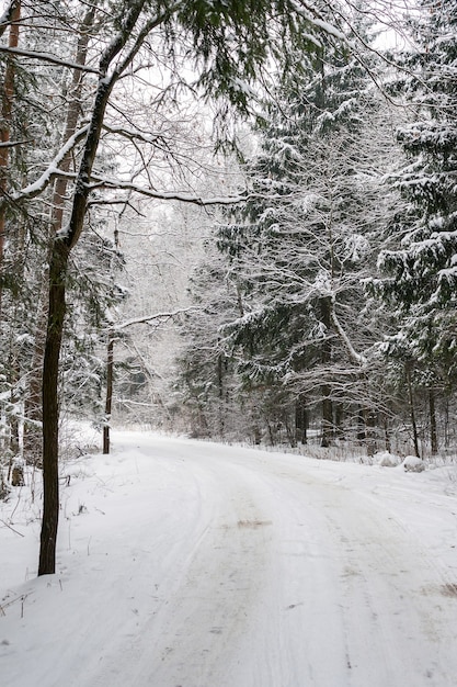 Snow covered trees along roadside in winter forest