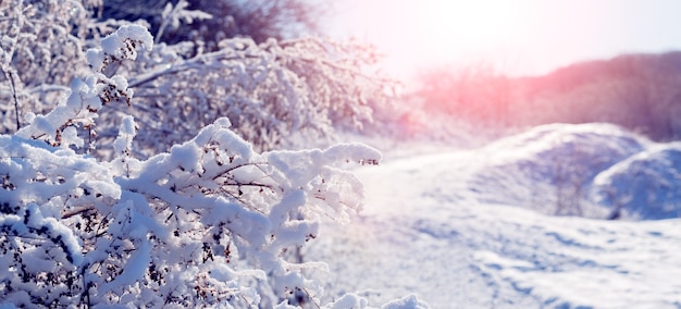 Snow-covered trees and bushes near the forest in the morning during sunrise. Sunrise or sunset in winter