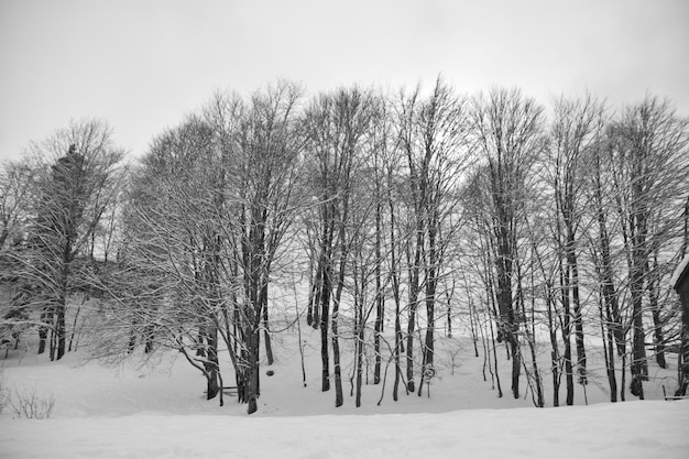 Snow-covered trees in forest