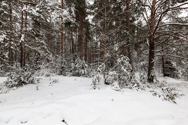 Snow-covered trees growing in the forest. Winter season. Frosty weather