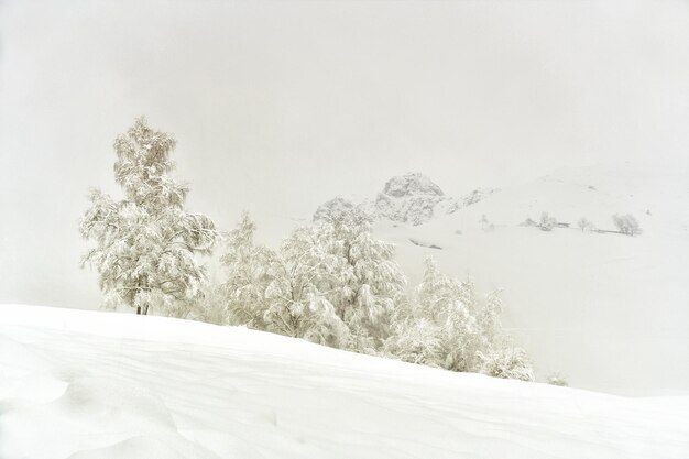 Snow covered trees in the mountains