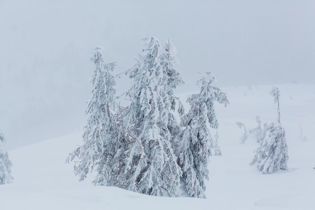 Snow covered trees in the winter forest