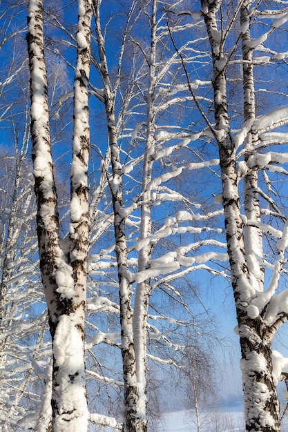 Snow covered trees in the winter