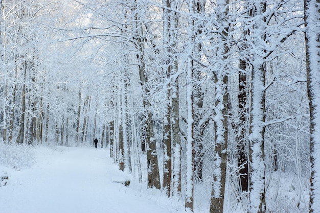 Snow-covered white path among trees, winter landscape.