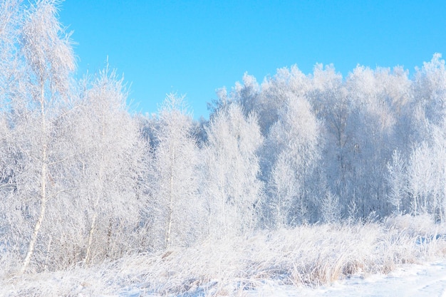 Snow-covered winter birch forest against the blue sky.