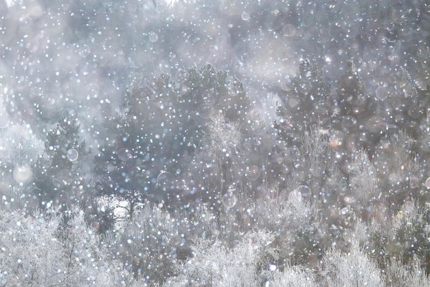 Snow-covered winter russian forest