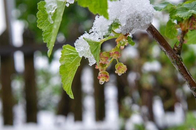 Snow covering the young leaves and fruit on a blackberry bush against blurred rustic wooden fence