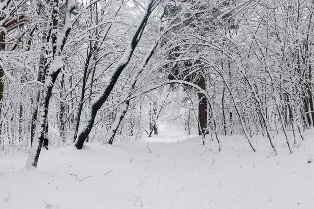 In the snow, deciduous trees in the winter season, cold winter weather in nature after snowfalls and frosts, deciduous trees of different breeds after snowfall in the park