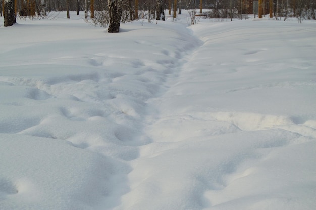 Snow drifts and snow tracks in winter forest Park