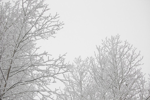 Snow falling from tree Winter landscape Snowcovered tree branch against sky Selective focusing and shallow depth of field Frozen plants Beauty is in nature