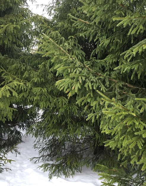 snow fir tree in forest winter theme photo of snowy garden